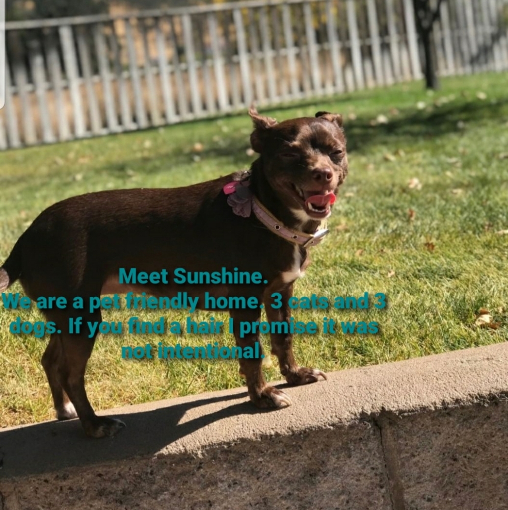 Pet friendly home